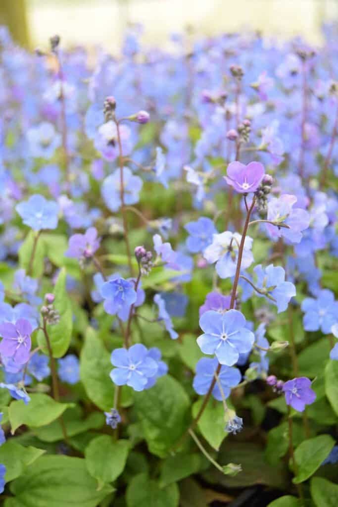 Omphalodes cappadocica 'Cherry Ingram' ---